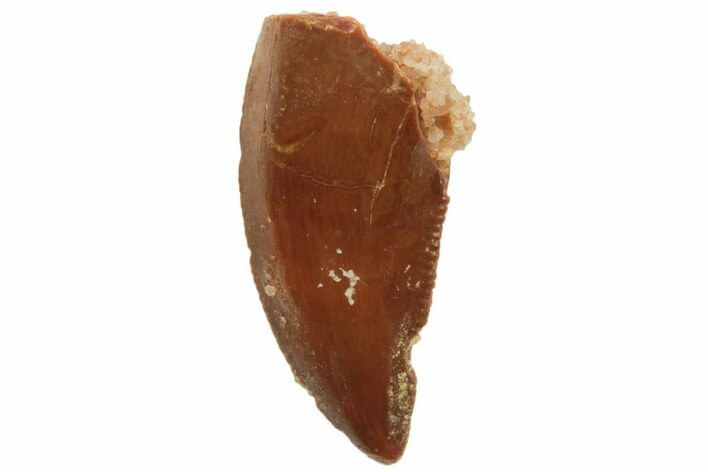 Serrated, Raptor Tooth - Real Dinosaur Tooth #196441